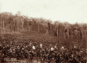Queensland State Archives 5093 Arrowroot field with 6 workers Pimpama1897
