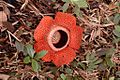 Rafflesia 80 cm