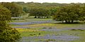 Ranchland with Texas bluebonnets (Lupinus texensis) in western Kerr County, Texas, USA (17 April 2015)