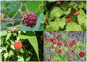 Raspberries, fruit of four species