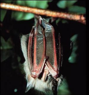 Red Fig-eating Bat or Murciélago Frutero Nativo.jpg