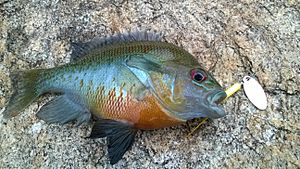 Redbreast Sunfish Caught on 1-8oz Rooster Tail in Georgia