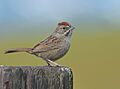 Rufous-crowned Sparrow