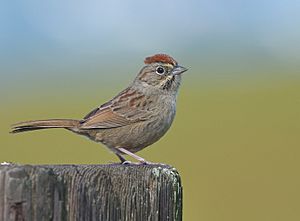 Rufous-crowned Sparrow.jpg