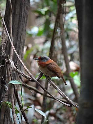 Rufous-necked puffbird.JPG