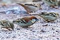 Russet Sparrow (Passer rutilans) (26845730577)