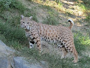 Rys červený (Lynx rufus) - ZOO Plzeň 01.jpg