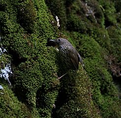 Scaly-breasted Wren Babbler I IMG 6870