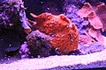 Scarlet frogfish-Antennarius coccineus BK