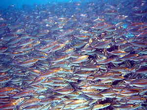 School of Pterocaesio chrysozona in Papua New Guinea 1
