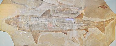 Shark fossil