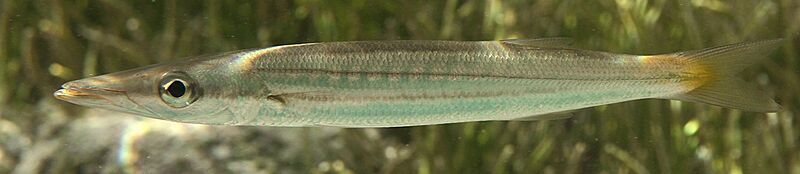 Sphyraena obtusata (cropped)