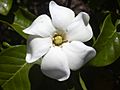 Starr 030523-0050 Gardenia brighamii