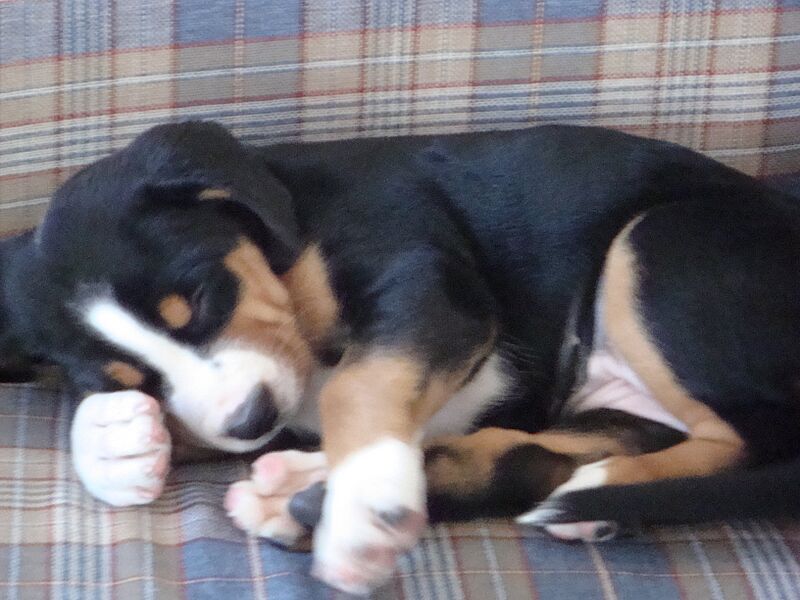 Swissy sleep