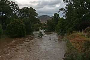Tambo River in flood looking north, Swifts Creek, Vic, 23.11.2008