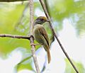 Tawny-crowned Greenlet (Hylophilus ochraceiceps) (7222935148)