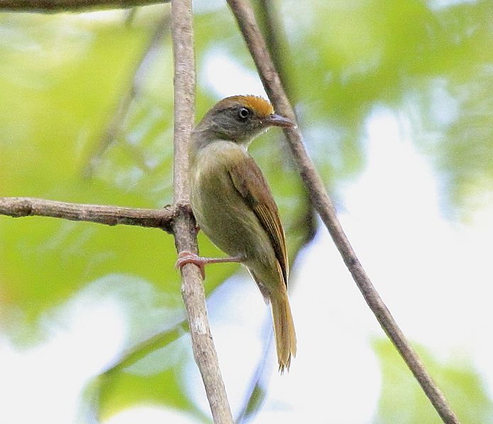 Tawny-crowned Greenlet (Hylophilus ochraceiceps) (7222935148)