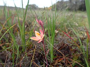 Thelymitra maculata habit