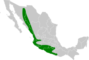 Thryophilus sinaloa map.svg