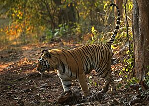 Tiger Tadoba NP