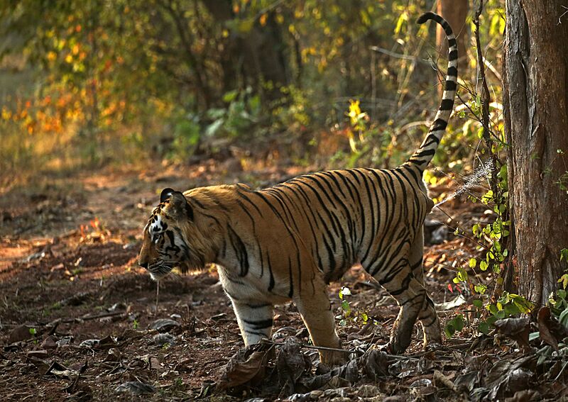 Tiger Tadoba NP