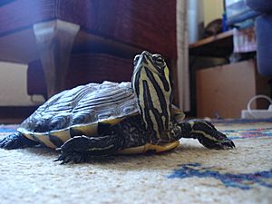 Trachemys Scripta Scripta (Tortuga de Orejas Amarillas).jpg