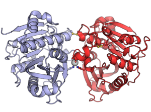 Triticum aestivum chlorophyllase 8FJD.png