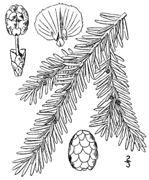 Tsuga canadensis drawing