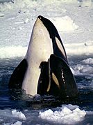 Type C Orcas
