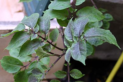 Vitelotte-potato-leaves