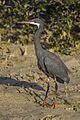 Western reef egret (Egretta gularis schistacea) dark morph