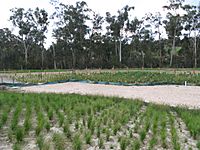 Wetland restoration in Australia