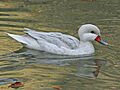 White-cheeked Pintail white morph RWD