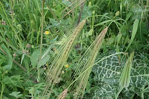 Wild Barley in field.jpg