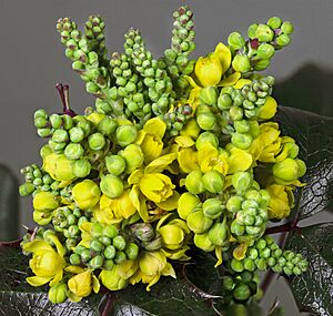 (MHNT) Berberis aquifolium inflorecences and buds