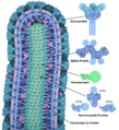 178-EbolaVirusProteins EbolaProteins