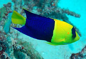 1 centropyge bicolor Bicolor angelfish.jpg