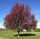 2014-11-02 14 11 35 Bradford Pear during autumn along Hunters Ridge Drive in Hopewell Township, New Jersey.jpg