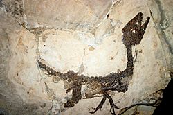 9121 - Milano, Museo storia naturale - Scipionyx samniticus - Foto Giovanni Dall'Orto 22-Apr-2007a.jpg
