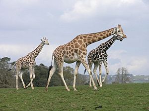 A family of giraffes at Fota Wildlife Park (geograph 2885200)