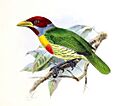 A monograph of the Capitonidæ, or scansorial barbets (19553259994), crop