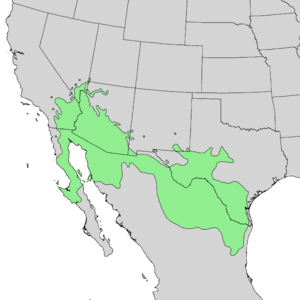 Acacia greggii range map 1.png