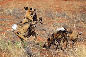 African wild dog (Lycaon pictus pictus) play fighting