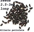 Alliaria petiolataseeds