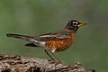 American Robin (Female) (8234762055)