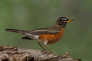 American Robin (Female) (8234762055)