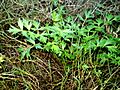 Apium prostratum var. filiforme2