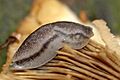 Arion.circumscriptus
