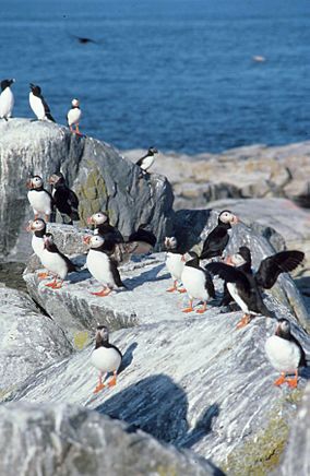 Atlantic Puffins and razorbills on Seal Island (4188086646).jpg