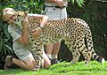 Australia Zoo cheetah and zookeepers